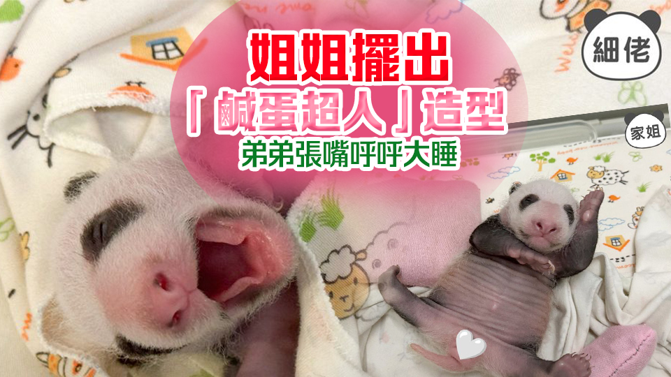 港產(chǎn)大熊貓獨特睡姿出爐 姊弟各有不同萌倒眾生