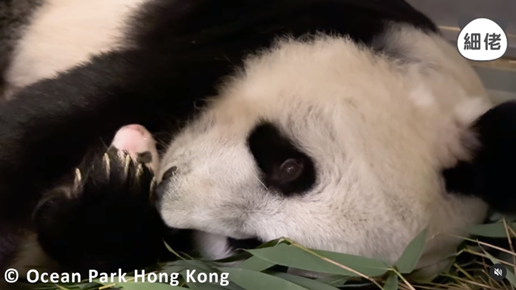 港產(chǎn)大熊貓︱盈盈抱細(xì)佬「舔面珠」 家姐扭計(jì)「我又要媽媽抱」