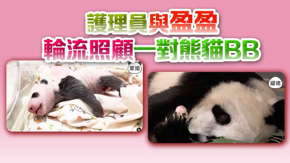 港產(chǎn)大熊貓︱盈盈抱細(xì)佬「舔面珠」 家姐扭計(jì)「我又要媽媽抱」