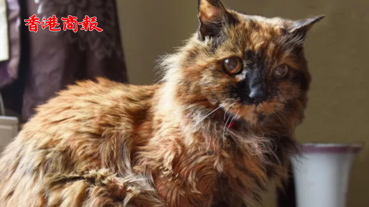 有片｜世界最長壽貓去世 享年33歲 相當(dāng)於人類152歲