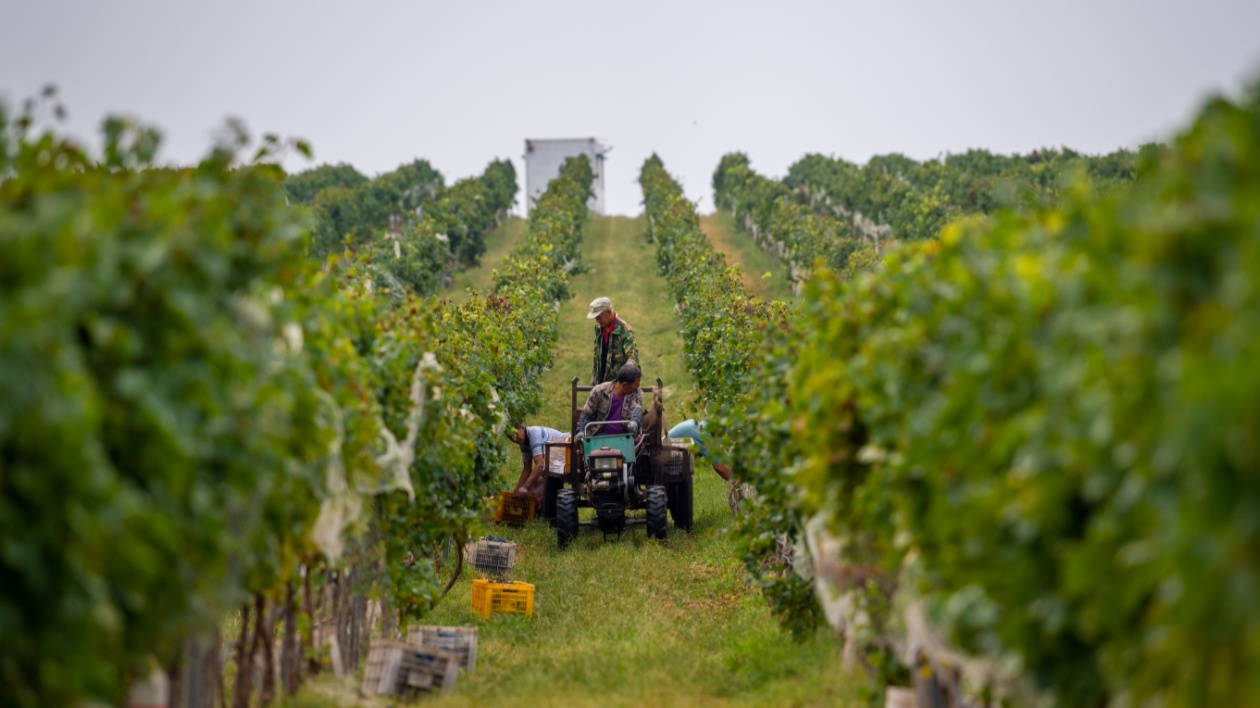 「出圈」又「出?！?山東煙臺蓬萊的「紫色矽谷」