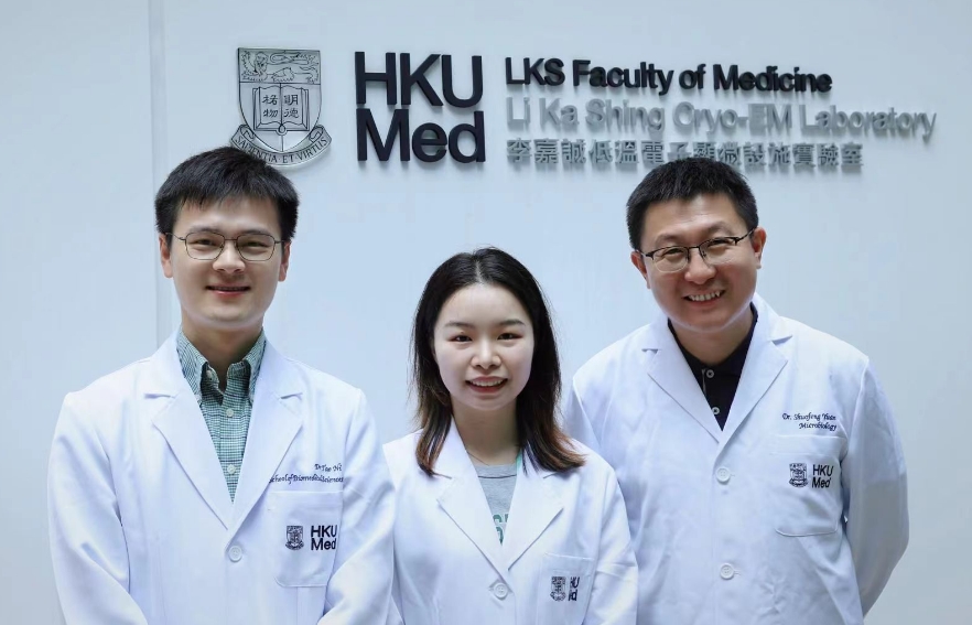 港大醫(yī)學(xué)院研究取得突破 揭示冠狀病毒複製機制