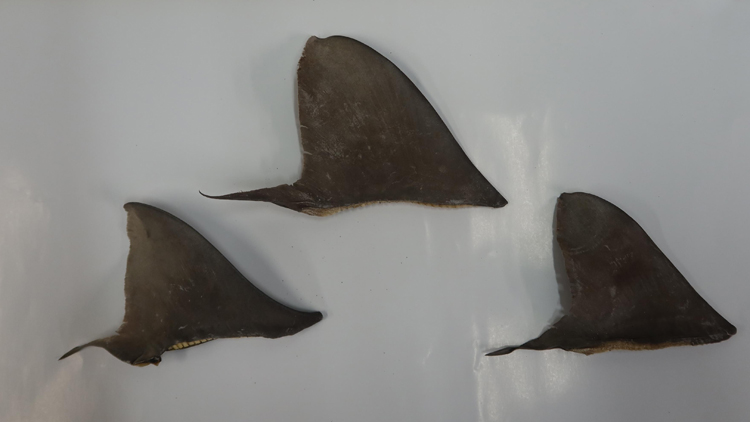 女子非法進(jìn)口瀕危鯊魚魚翅被判囚12個(gè)月