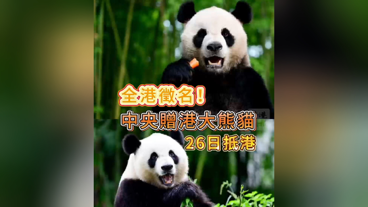 有片丨全港徵名！中央贈港大熊貓26日抵港