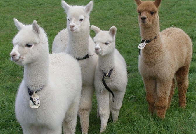 中國科研人員從羊駝體內(nèi)分離出抗體 能強效抑制艾滋病病毒