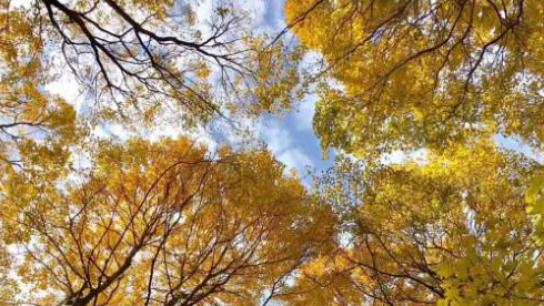 全國入秋進(jìn)程圖出爐 來看你家入秋了嗎？