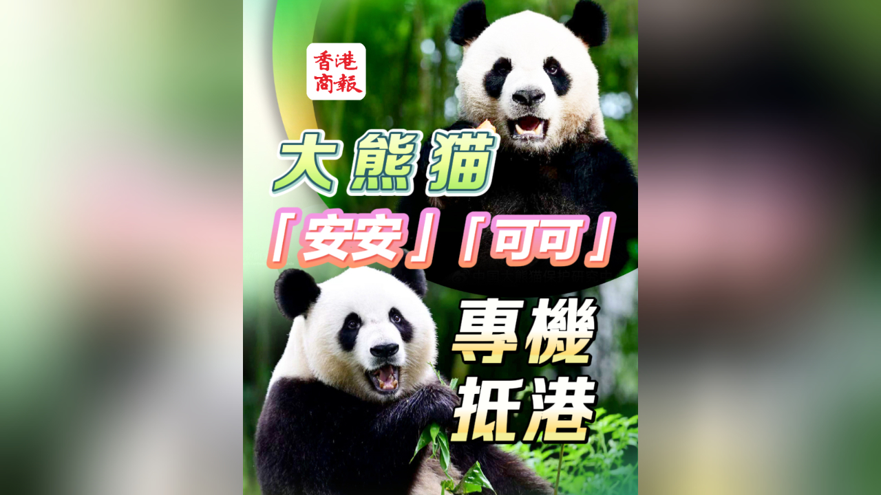 有片丨大熊貓「安安」「可可」專(zhuān)機(jī)抵港