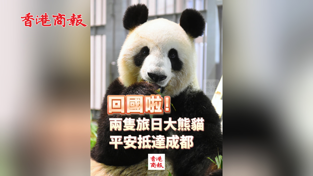 有片丨回國(guó)啦！兩隻旅日大熊貓平安抵達(dá)成都