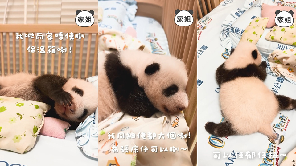 有片｜港產(chǎn)大熊貓寶寶已出齊毛髮 可自行調節(jié)體溫