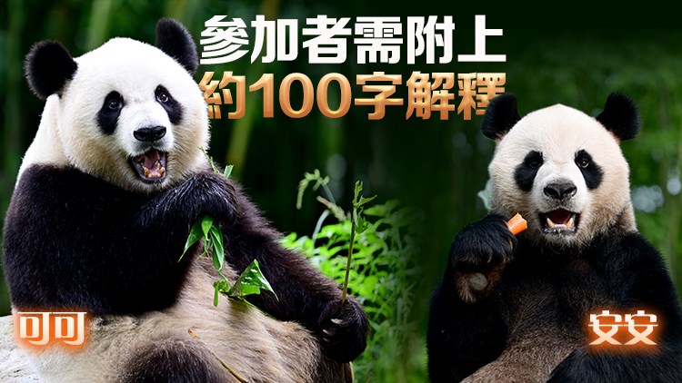 楊潤(rùn)雄：10月2日至27日進(jìn)行中央贈(zèng)港大熊貓命名徵集活動(dòng)