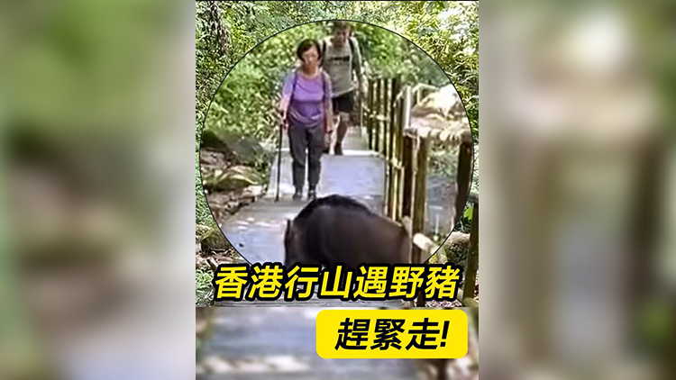 有片 | 香港行山遇野豬：趕緊走！
