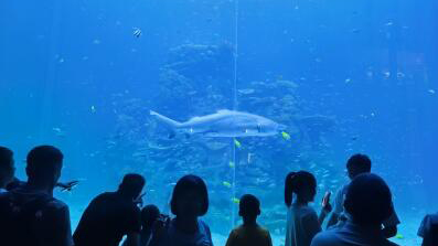 持續(xù)升溫！假期第二日 廣東4A級及以上景區(qū)客流達443萬人次