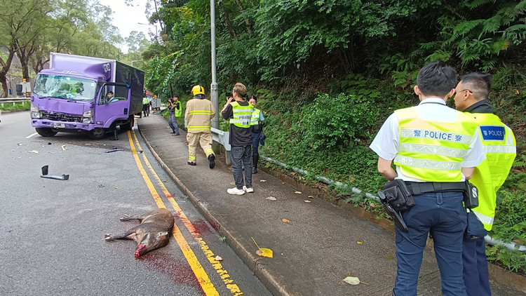 私家車(chē)新清水灣道撞野豬  尾隨消防車(chē)捱撞5消防員受傷