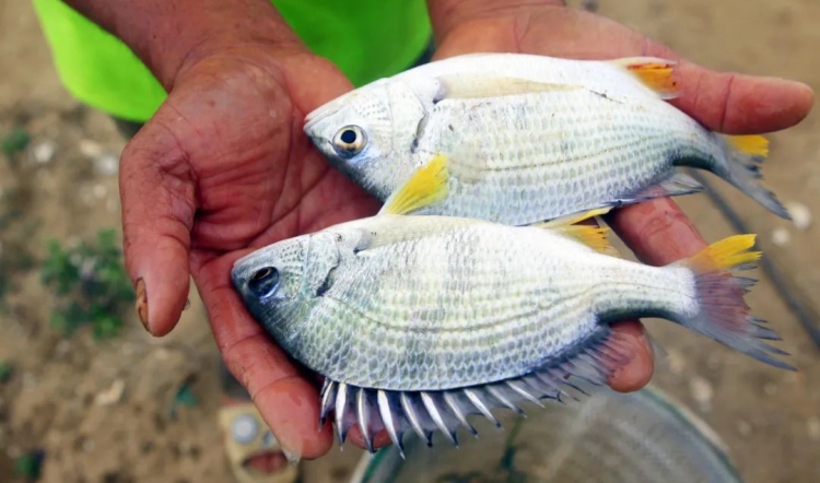 珠海金灣黃立魚獲「國字號」認證 為廣東省首個完成轉(zhuǎn)標(biāo)的國家地理標(biāo)誌產(chǎn)品