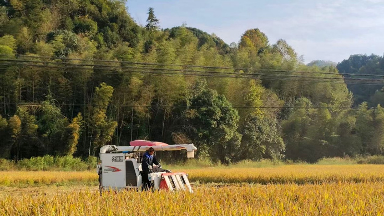 皖黟縣漁亭鎮(zhèn)：機械化助力秋收增產(chǎn)又提質(zhì)