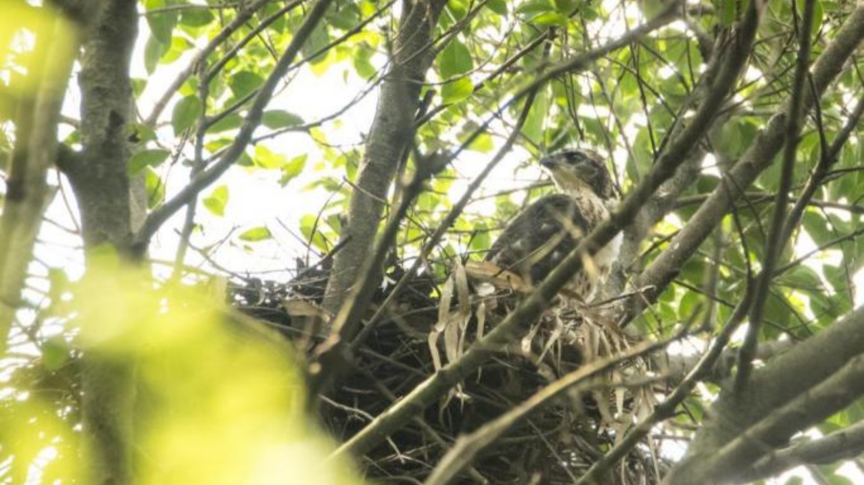 深圳福田生態(tài)走廊上演百鳥秋聲賦