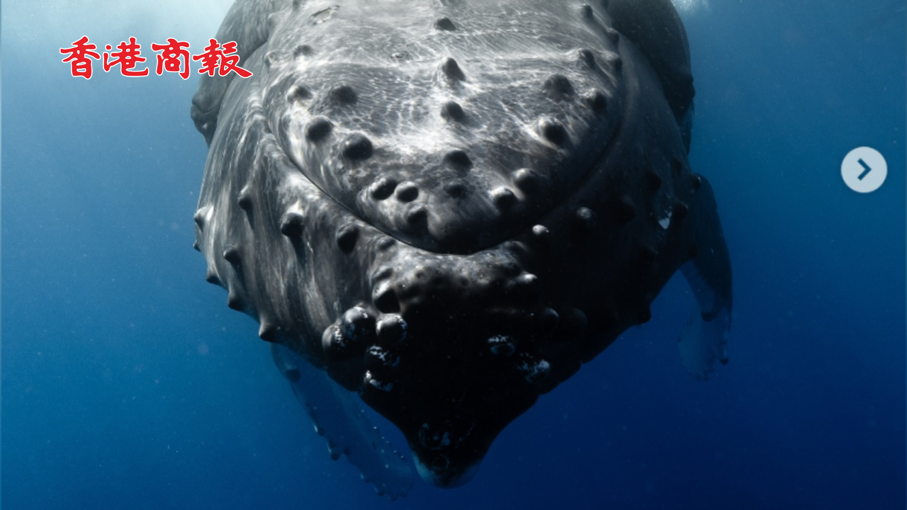 有片丨畫面曝光！法屬波利尼西亞一座頭鯨遭撞擊溺亡