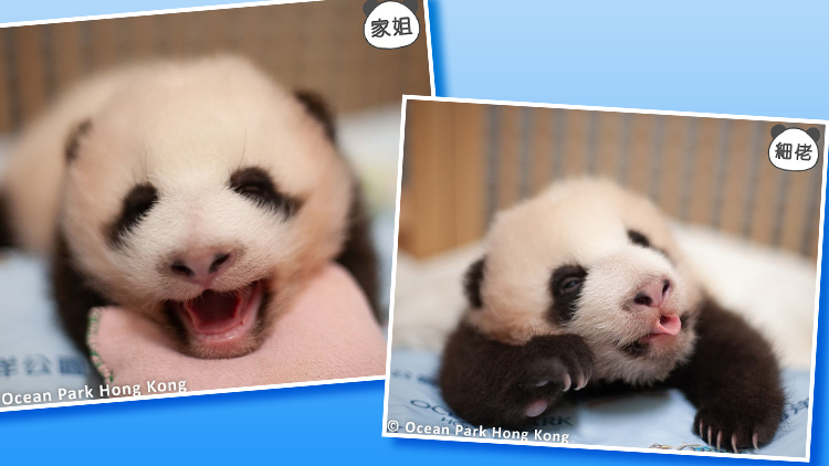 有片 | 【大熊貓龍鳳胎日?！考毬纺桃舸蠓潘?家姐扮嘢無眼睇