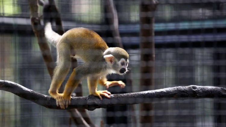 李家超：文體旅局局長處理動(dòng)物死亡事件應(yīng)變快 符合不同領(lǐng)域要求