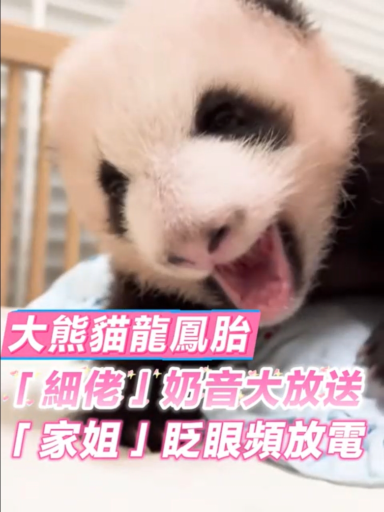 有片 | 【大熊貓龍鳳胎日常】「細(xì)佬」奶音大放送「家姐」眨眼頻放電