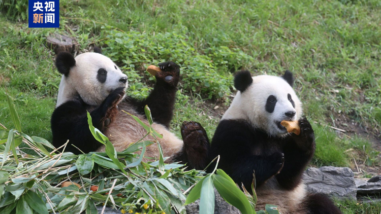 大熊貓x3將於12月從比利時(shí)啟程回國(guó)