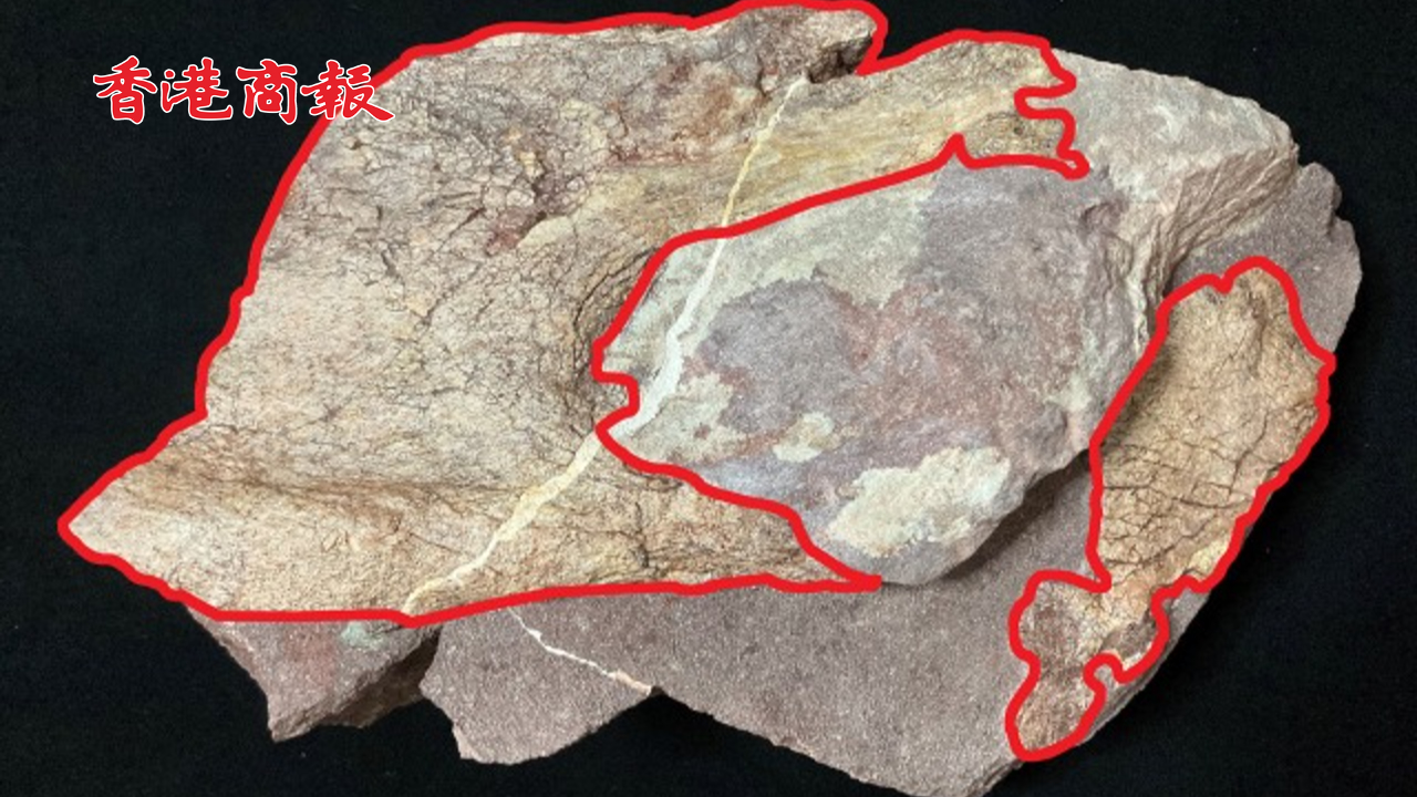 有片丨香港首現(xiàn)恐龍化石 料「白堊紀(jì)時期」 25日起香港文物探知館展出
