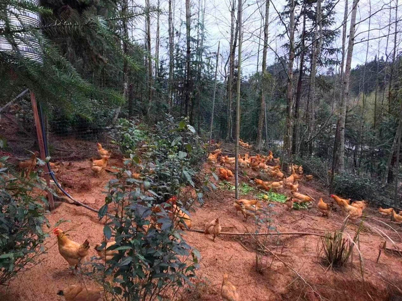 皖黟縣美溪：「林下經(jīng)濟」蓬勃發(fā)展