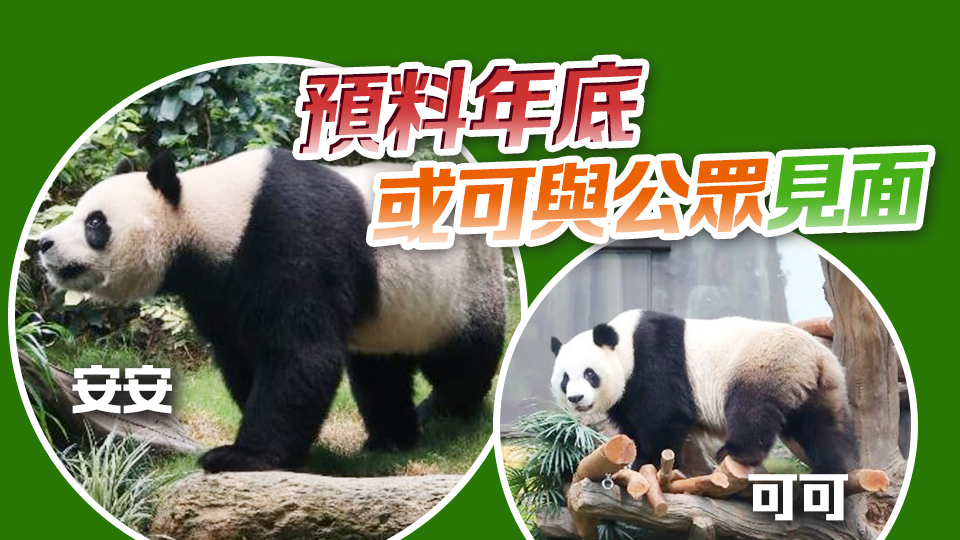 中央贈(zèng)港大熊貓「安安」「可可」完成檢疫隔離 健康狀況良好