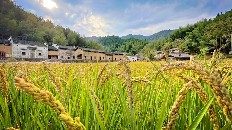 村落美學(xué)添彩大黟山建設(shè)  黟縣西遞自在谷膺2024嗨森文旅大獎(jiǎng)