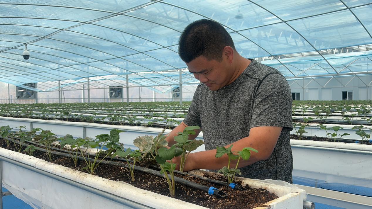 皖屯溪區(qū)：把「土特產(chǎn)」做成「大文章」