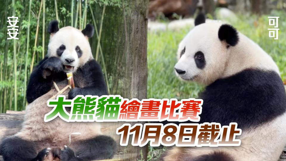 中央贈(zèng)港大熊貓命名比賽反應(yīng)熱烈 收逾2.26萬份建議