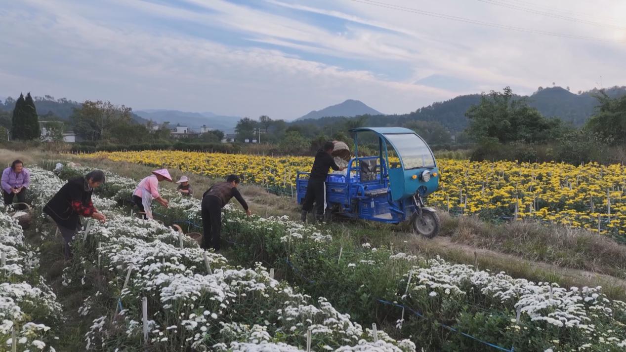 皖屯溪陽(yáng)湖鎮(zhèn)：滿山菊花香 繪出幸福景