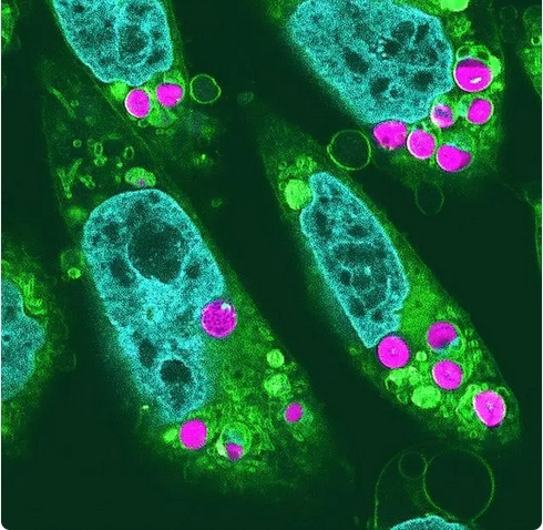日本研究人員成功將葉綠體植入動物細(xì)胞 
