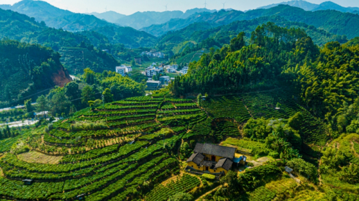 2024年海外華文媒體+粵港澳大灣區(qū)主流媒體+知名網絡達人梧州採風行：深度融合勾勒千年茶鄉(xiāng)全域旅遊新路