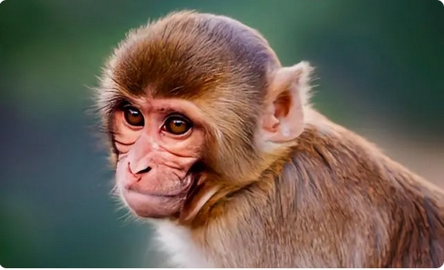  美國43隻雌猴逃出實(shí)驗(yàn)室 攜帶對人類致命的B病毒 仍未抓獲