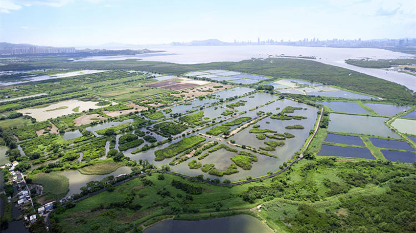 米埔自然護理區(qū)有樣本驗出H5N1禽流感病毒 漁護署密切監(jiān)察情況