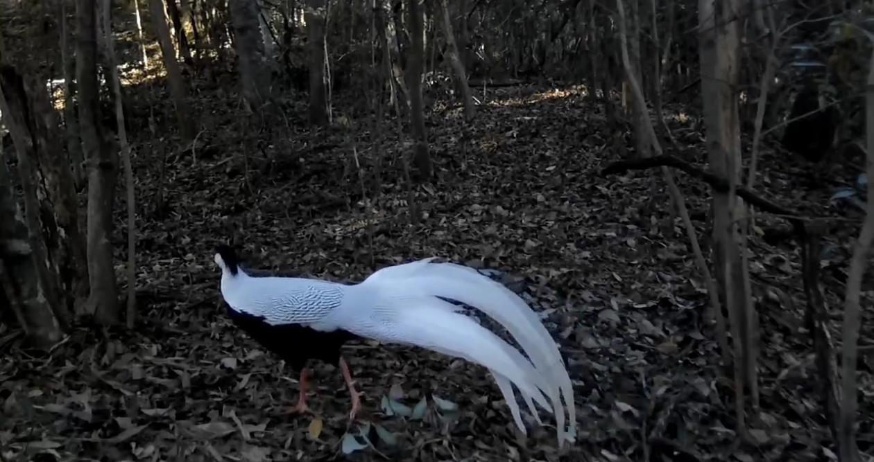 皖黟縣：深化野生動物保護 共築生態(tài)安全防線