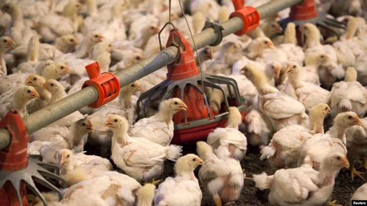 本港暫停進(jìn)口美國加利福尼亞州克恩縣禽肉及禽類產(chǎn)品