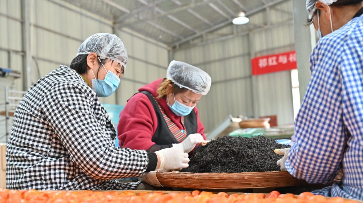「東方樹(shù)葉」發(fā)新芽 皖祁門(mén)紅桔茶好喝又暖胃
