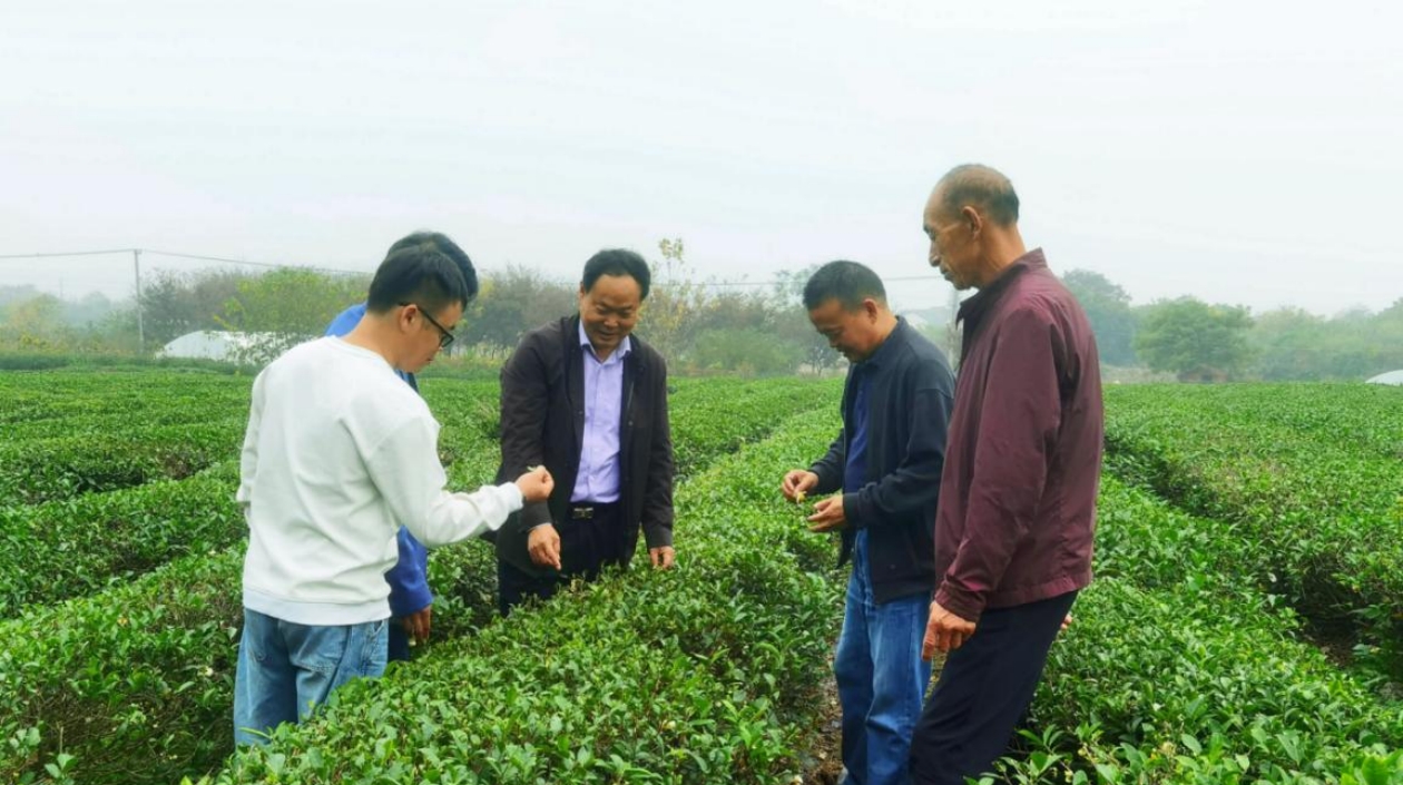 江蘇丹陽打造黨建引領(lǐng)鄉(xiāng)村振興樣板村矩陣 鄉(xiāng)村「量變」催生振興「質(zhì)變」