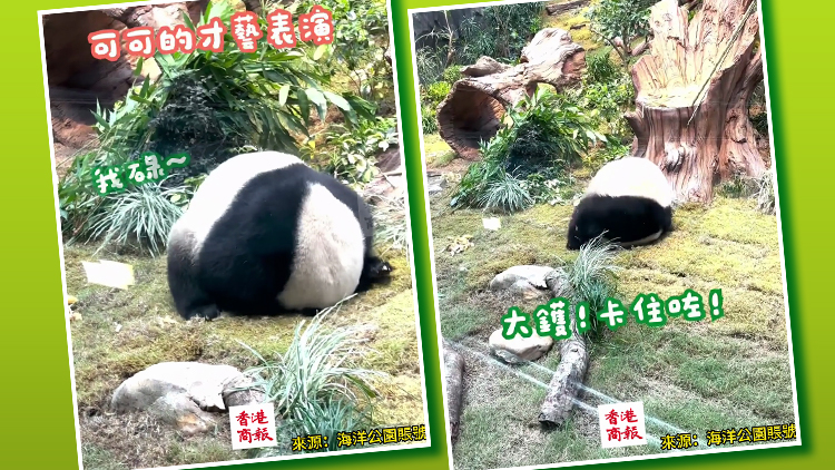 有片｜「可可」抱臉?lè)瓭L 結(jié)果卡住啦！後面直接放飛自我