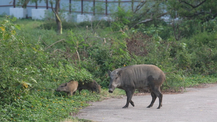 漁護署：大埔鳳園路捕捉的一頭野豬感染非洲豬瘟病毒