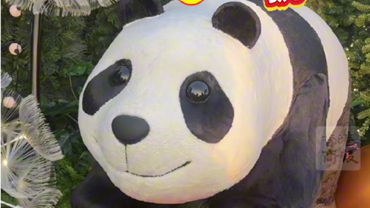 有片｜西九文化區(qū)海濱西草坪化身聖誕小鎮(zhèn) 快來和「熊貓」打卡拍照！