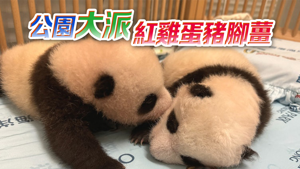 大熊貓龍鳳胎百日慶 海洋公園首辦直播活動(dòng)