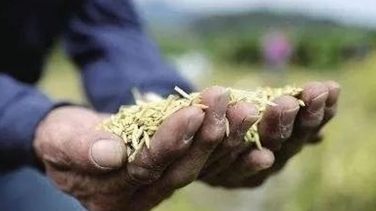 中辦、國(guó)辦印發(fā)《糧食節(jié)約和反食品浪費(fèi)行動(dòng)方案》