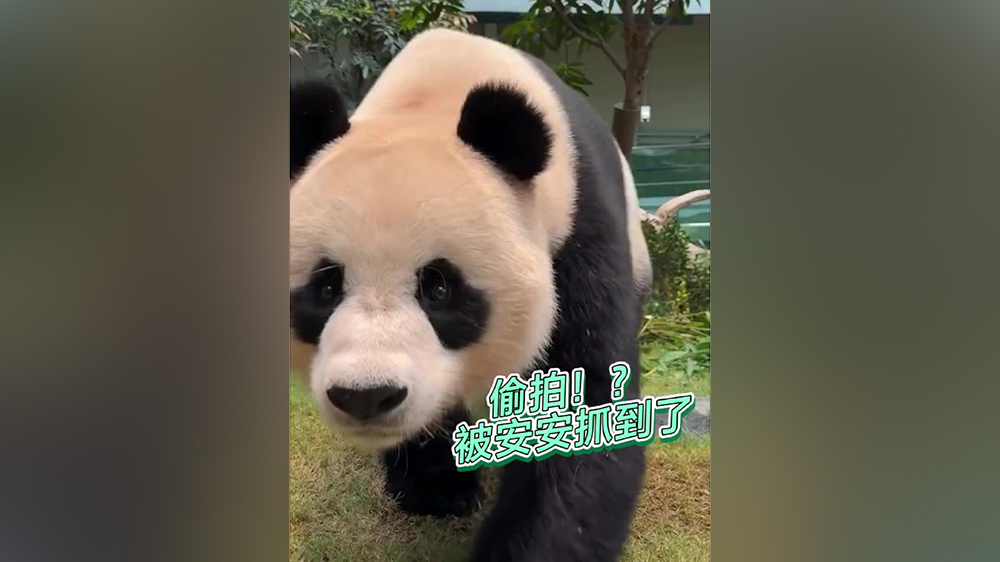 有片｜偷拍！？被「安安」捉到了