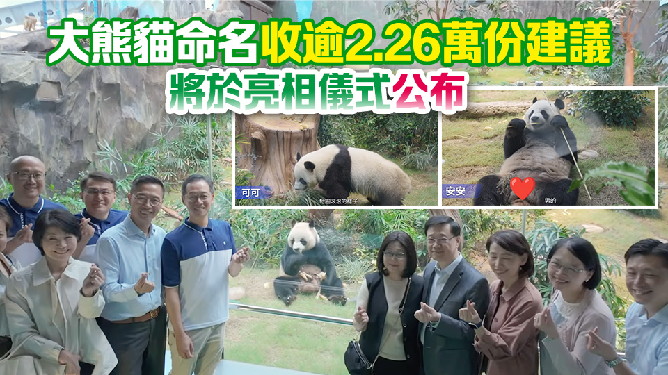 有片｜官宣！中央贈(zèng)港大熊貓將於12月7日舉行亮相儀式 翌日與公眾見面