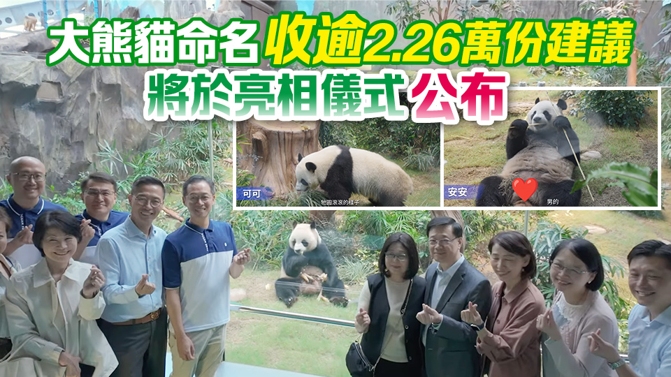 有片｜官宣！中央贈港大熊貓將於12月7日舉行亮相儀式 翌日與公眾見面