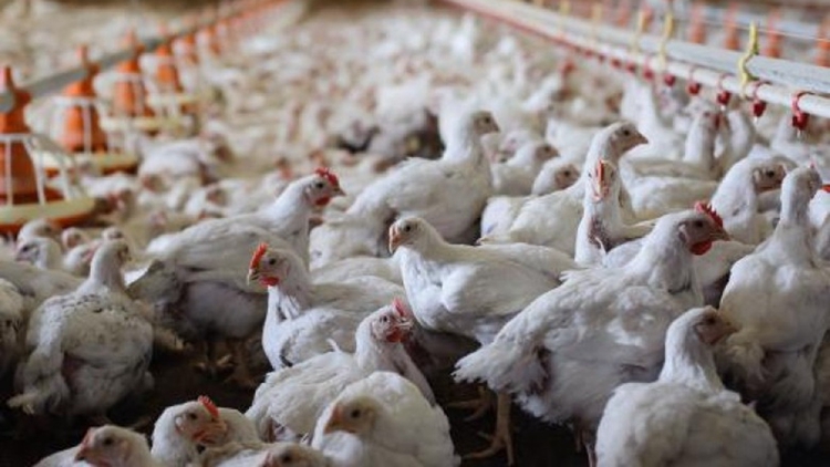 本港暫停進口意大利倫巴第大區(qū)洛迪省禽肉及禽類產(chǎn)品