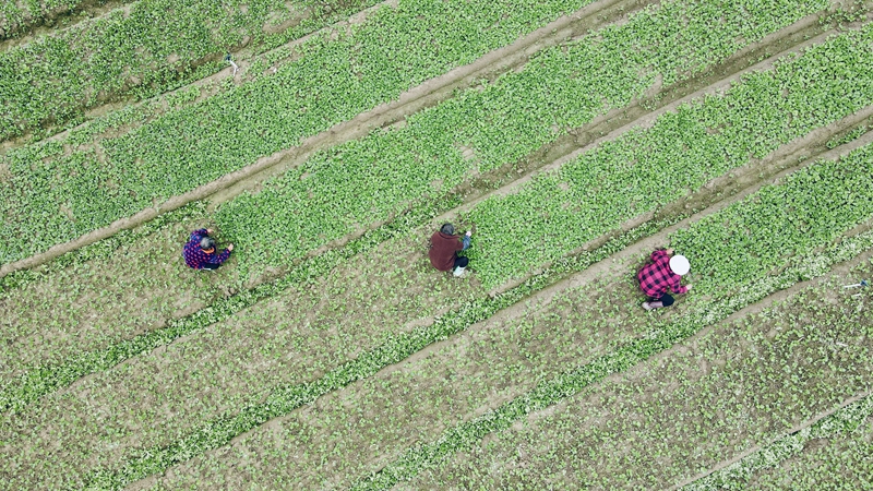 開(kāi)放湖南 縣域風(fēng)采 | 新田蔬菜成「湘品出?！沟囊粡埩聋惷? title=